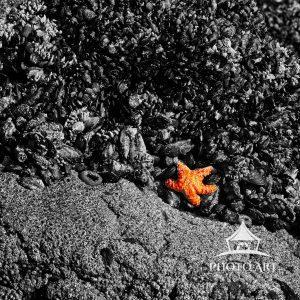 Starfish in Color