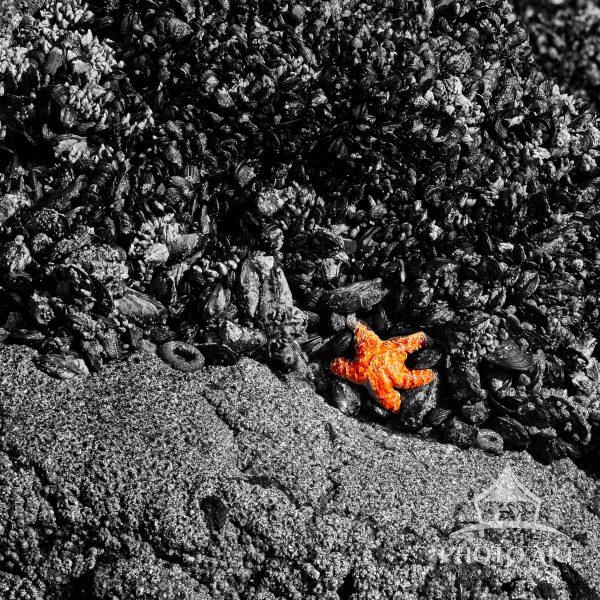 Starfish in Color