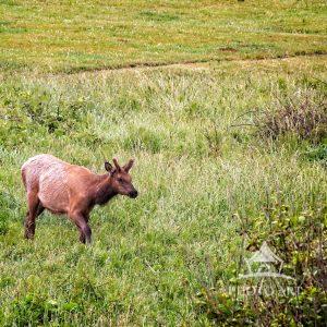 Lone Elk