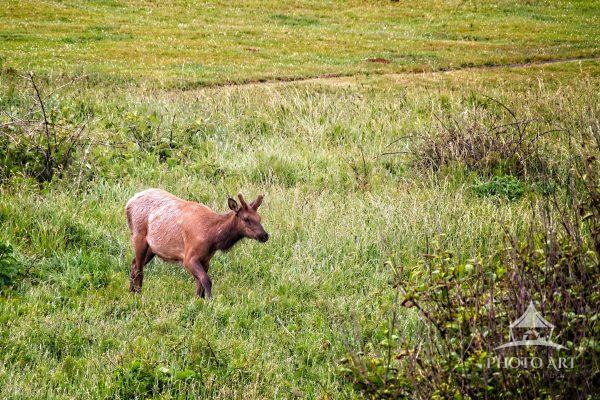 Lone Elk