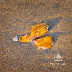 Broken Shell