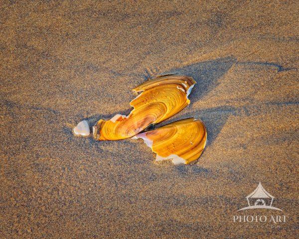 Broken Shell
