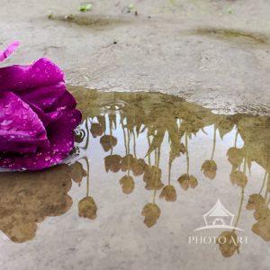 brightly colored tulips laying on muddy ground accented by reflection of tulips in muddy colored