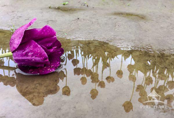 brightly colored tulips laying on muddy ground accented by reflection of tulips in muddy colored