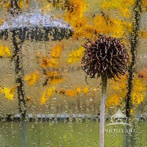 dried thistle captured in front of rain streaked window panes and golden fall leaf colors