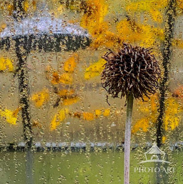 dried thistle captured in front of rain streaked window panes and golden fall leaf colors