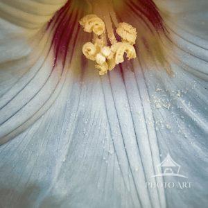 A detailed macro shot capturing the intricate details of a Alamo flower's stamen. The delicate