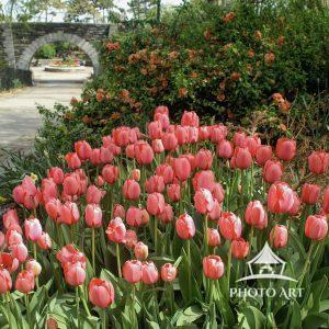 The tulips flowers are some of the most colorful flowers.