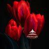 3 Beautiful Red Tulips with black back ground