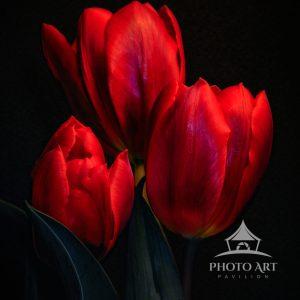 3 Beautiful Red Tulips with black back ground