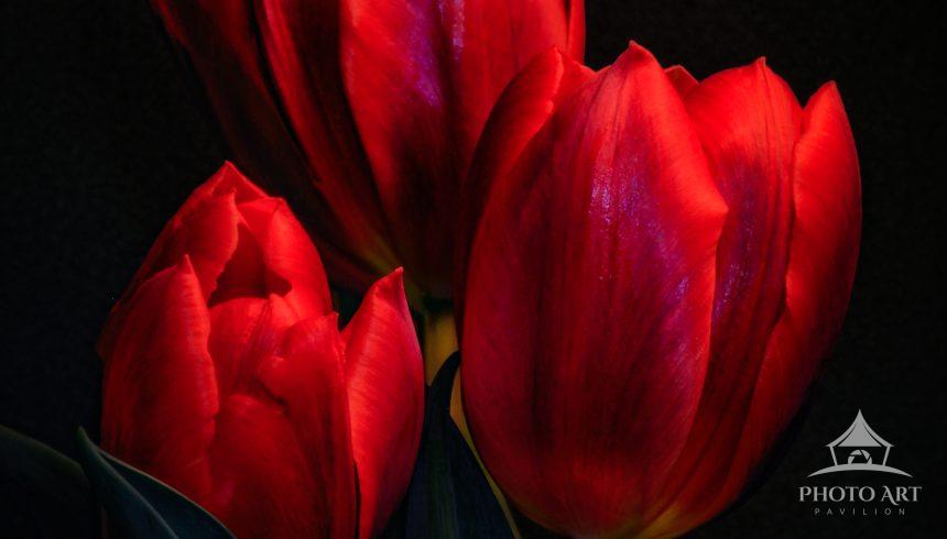 3 Beautiful Red Tulips with black back ground