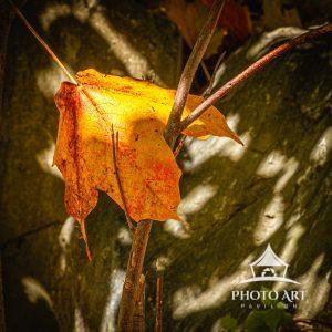 Fallen Fall Maple Leaf captured by a tree limb
