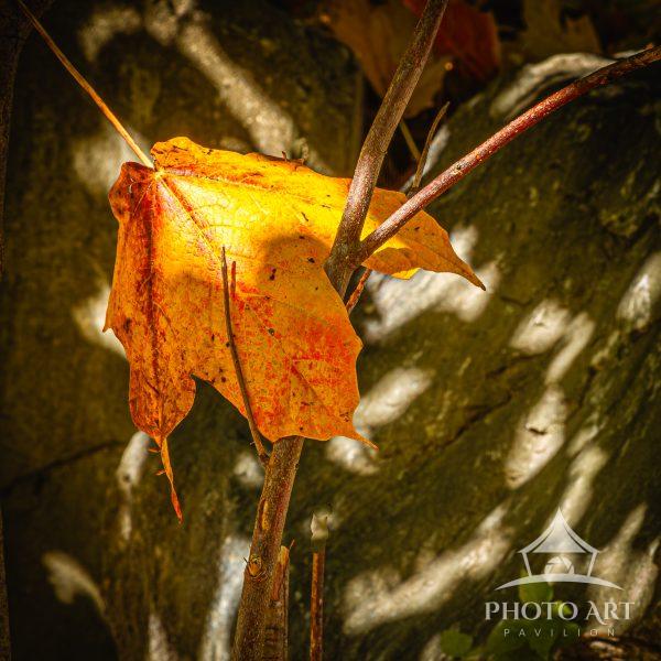 Fallen Fall Maple Leaf captured by a tree limb