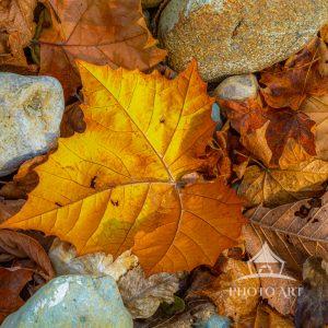 Fallen Cottonwood Leaf in the Fall shining for the camera