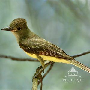 A vibrant great crested flycatcher bird with striking yellow and brown plumage is perched gracefully