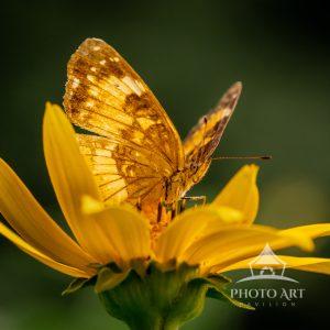 A luminous butterfly illuminated by warm evening light becomes a symbol of hope and renewal. The