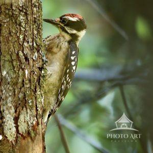 A male downy woodpecker with a red patch on its head perches against the trunk of a tree. The
