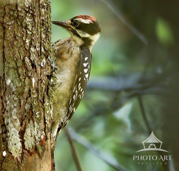 A male downy woodpecker with a red patch on its head perches against the trunk of a tree. The