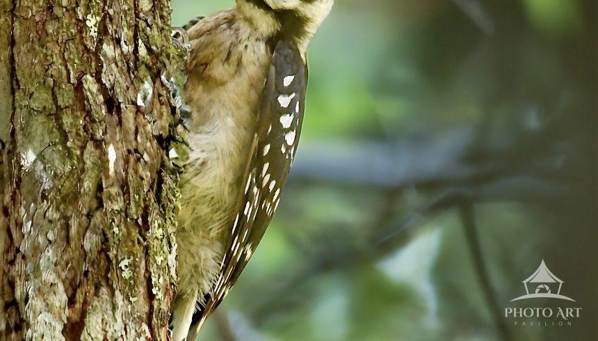 A male downy woodpecker with a red patch on its head perches against the trunk of a tree. The