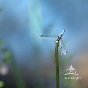 A dragonfly rests on a slim green stem, its elongated body tinted in subtle shades of blue. Its