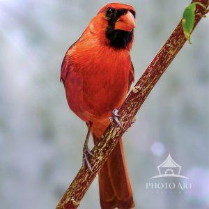 A bright red cardinal stands gracefully on a thin branch, illuminated by gentle sunlight. The
