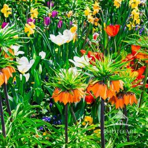A quiet garden once decided it needed a little applause, so it asked the sun to paint with light.