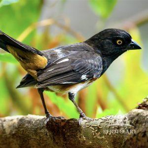 A vibrant male eastern towhee stands on a branch, surrounded by lush green leaves and pokeberries.