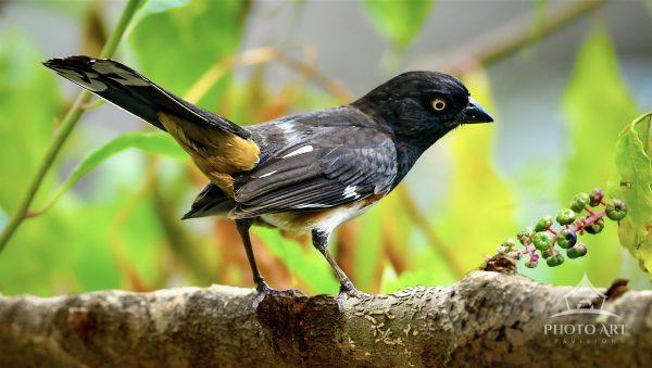 A vibrant male eastern towhee stands on a branch, surrounded by lush green leaves and pokeberries.