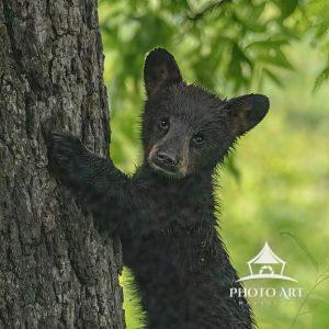 Black bear cubs are born in mid-winter dens weighing less than a pound