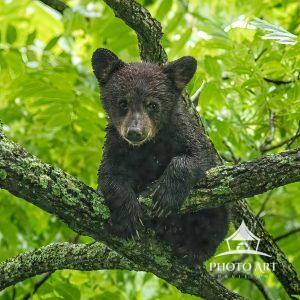 Black bear COY {cub of the year} are born in mid-winter dens weight is less than a pound. they will