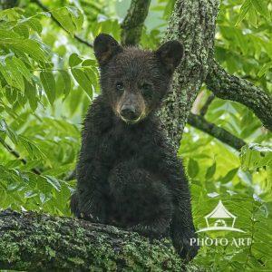 Black bear cubs are born in mid-winter dens weighing less than a pound