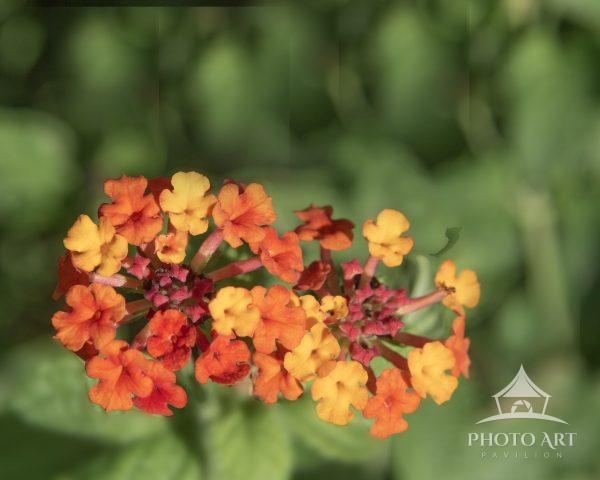 My mother has many flowers growing front of her Florida house. I saw the bright Orange Lantana
