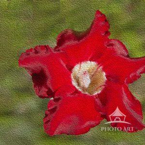 Hibiscus is a native of a warm-temperate Subtropical and tropical regions.