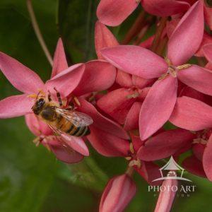 The bee makes many stops on many flowers, including Nora Grant Ixora flowers, to pick up pollen.
