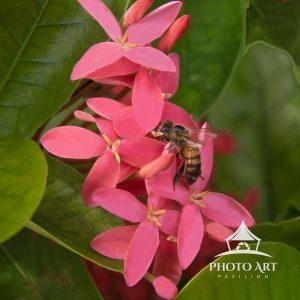The bee makes many stops on many flowers, including Nora Grant Ixora flowers, to pick up pollen.