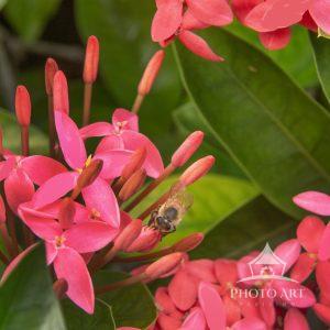 The bee makes many stops on many flowers, including Nora Grant Ixora flowers, to pick up pollen.