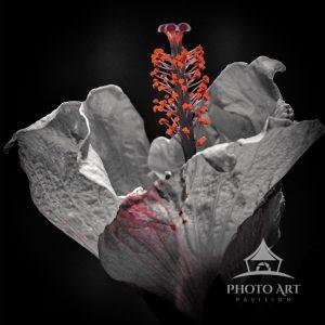 A striking black and white image emphasizing the vibrant red elements of a blooming hibiscus flower.