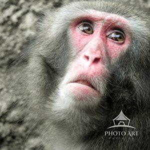The snow monkey if famous for surviving subzero temperature.