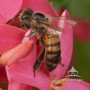 The bee makes many stops on many flowers, including Nora Grant Ixora flowers, to pick up pollen.