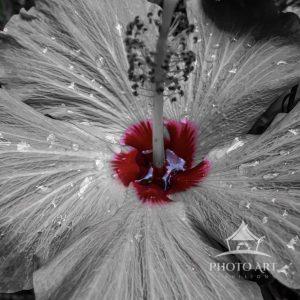 A fully open pink hibiscus is seen shortly after a rain storm. All of the flower except the center