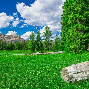 Tucked high in the Wasatch National Forest in Utah at nearly 10,000 feet, this peaceful meadow felt