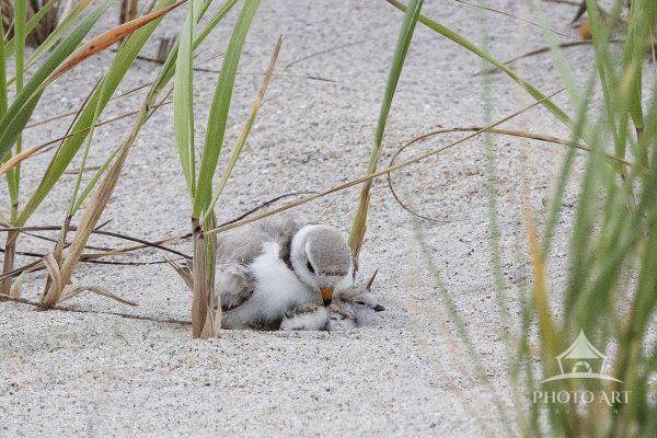 A newly hatched Piping Plover chick nestles under its parent's chin for a rest.