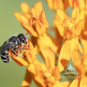 A Leafcutter Bee on Butterflyweed.