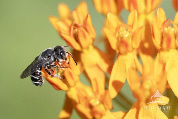 A Leafcutter Bee on Butterflyweed.