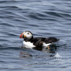 An Atlantic Puffin floating on the water in between feeding.