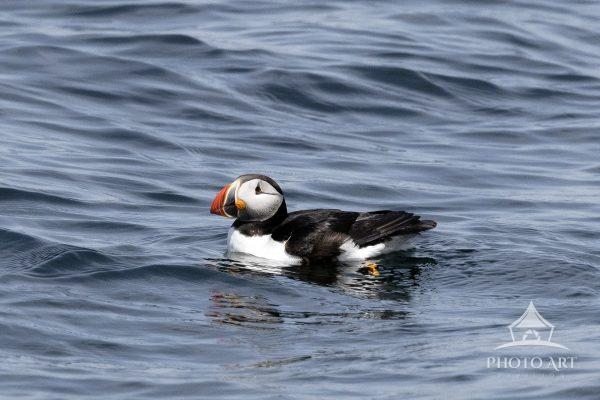 An Atlantic Puffin floating on the water in between feeding.