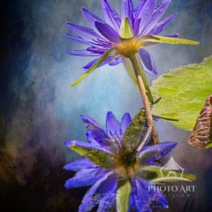 This image of aLotus captured with its reflection on the water was hand painted and processed with