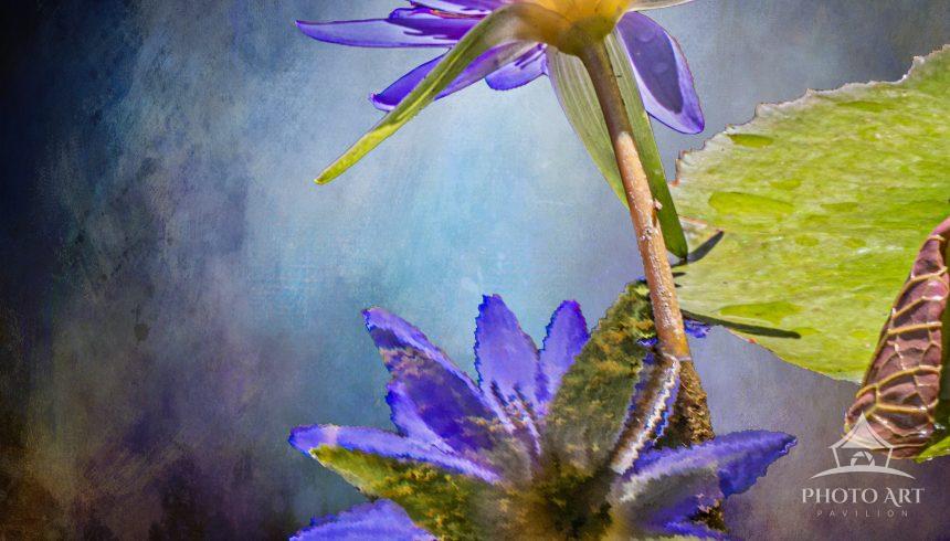 This image of aLotus captured with its reflection on the water was hand painted and processed with