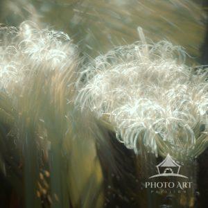 This image was captured using the ICM technique. The sun was shining on the flowers thru the trees