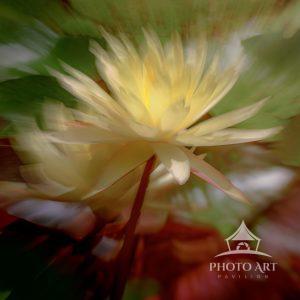 As I was shooting at the McKee Botanical gardens, I was practicing the technique of ICM effect on